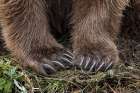 Alaskan brown bear along Alagnak River, Alaska. Art Print